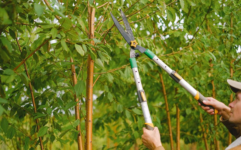 Tree trimming in Fredericktown, PA